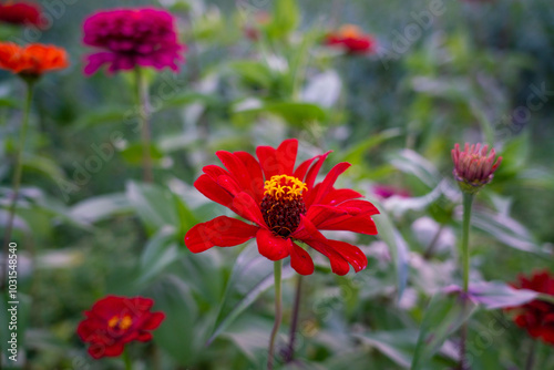 red poppies in the garden