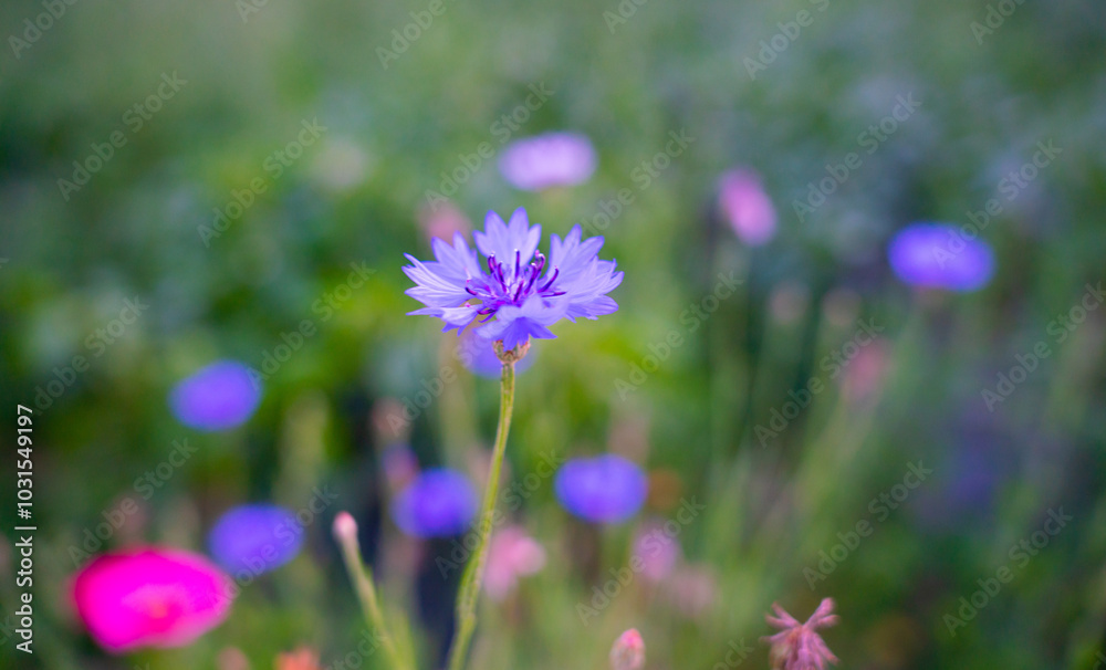 purple flowers in the field purple flowers in the field