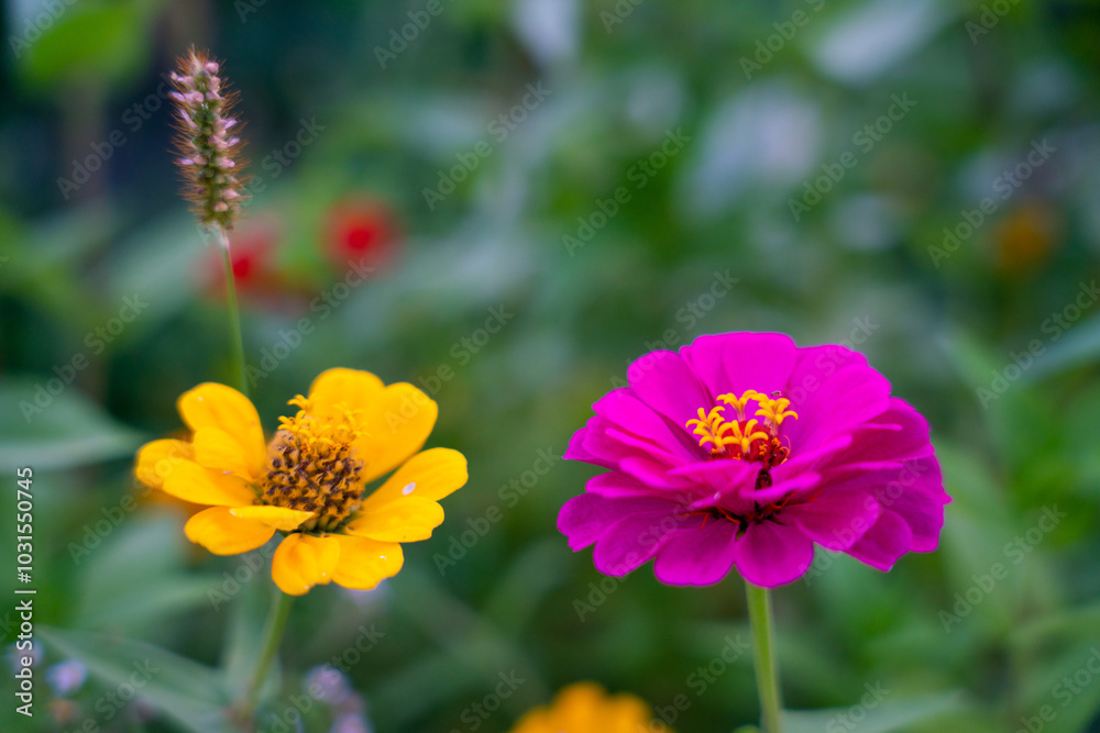 Fototapeta premium red and yellow flower