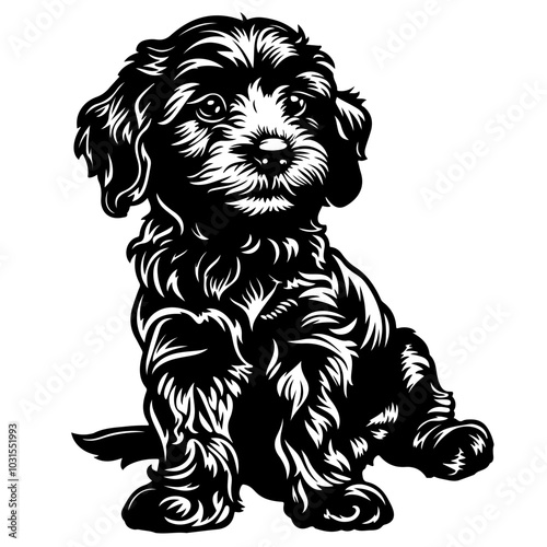 Cockapoo Puppy