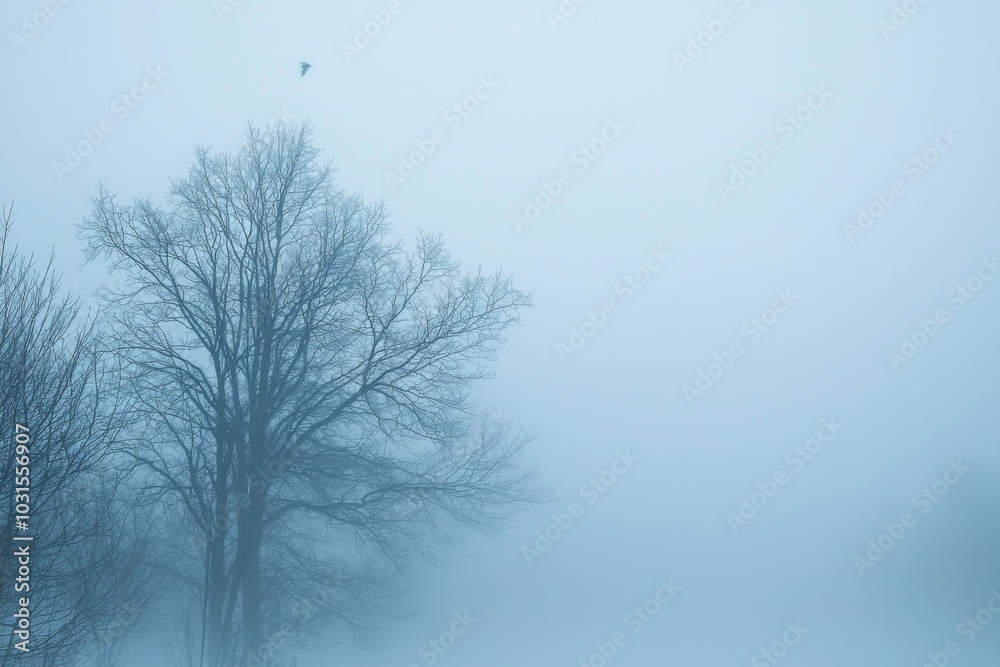 Thick White Fog Background in Nature Thick White Fog Background in Nature