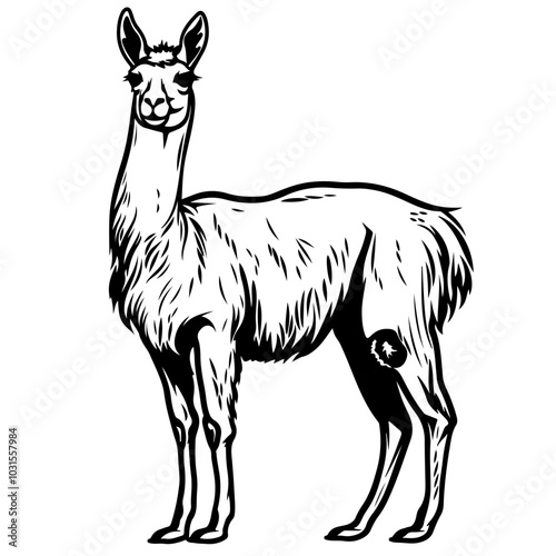 Desert Llama