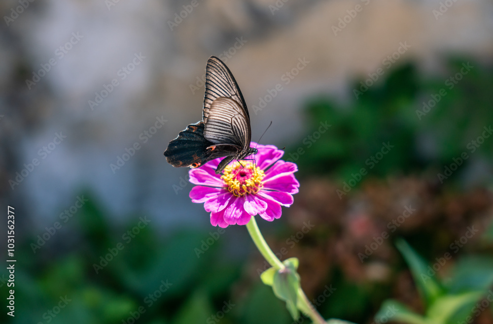 black butterfly on pink flower