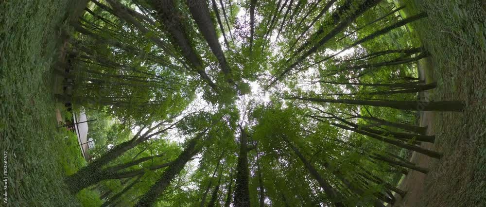 This captivating video takes you on a mesmerizing journey through a lush green forest. The verdant canopy of leaves creates a natural mosaic against the sky, filtering the sunlight into a dappled This captivating video takes you on a mesmerizing journey through a lush green forest. The verdant canopy of leaves creates a natural mosaic against the sky, filtering the sunlight into a dappled
