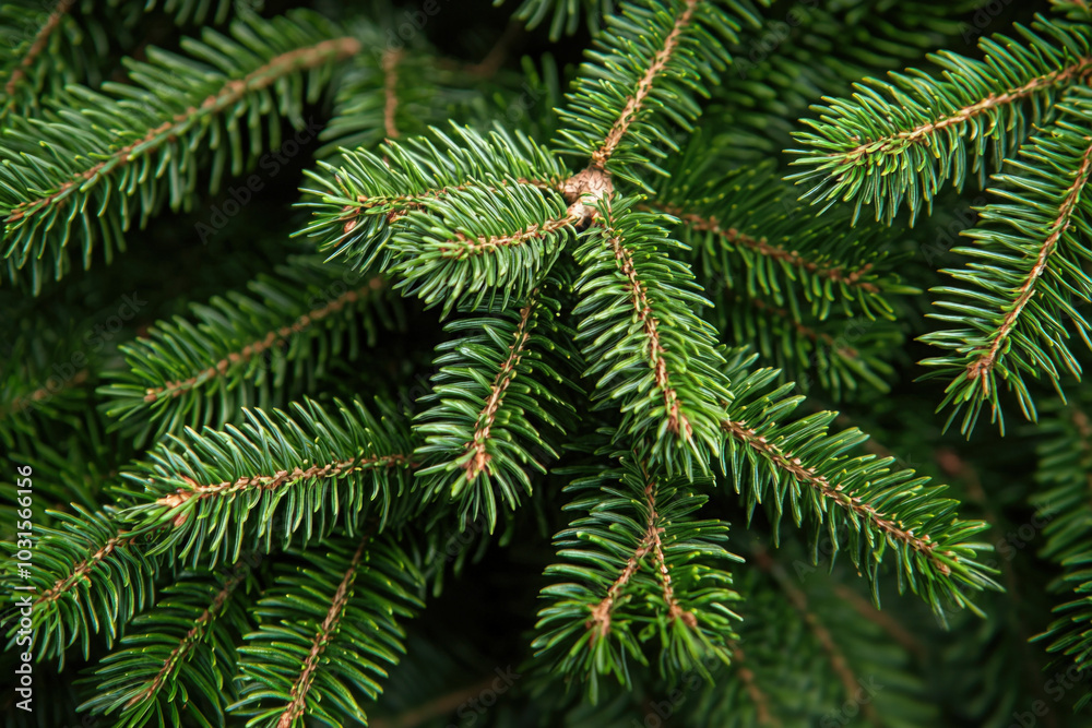 Christmas Tree Texture Christmas Tree Texture