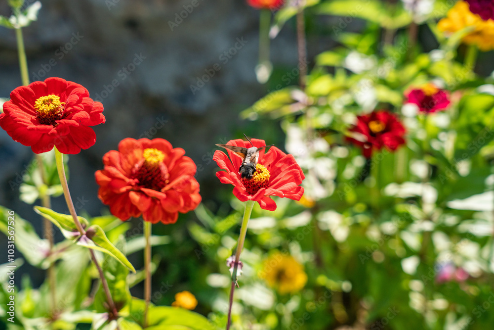 red poppies in the garden and hummingbird red poppies in the garden and hummingbird