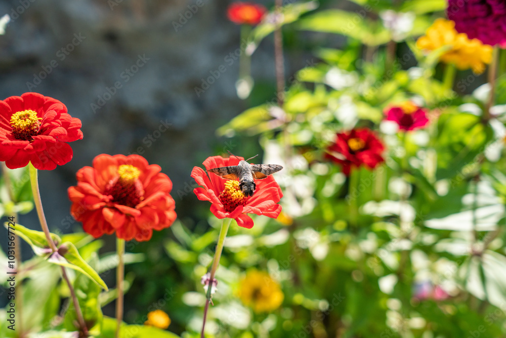 red poppies in the garden and hummingbird red poppies in the garden and hummingbird