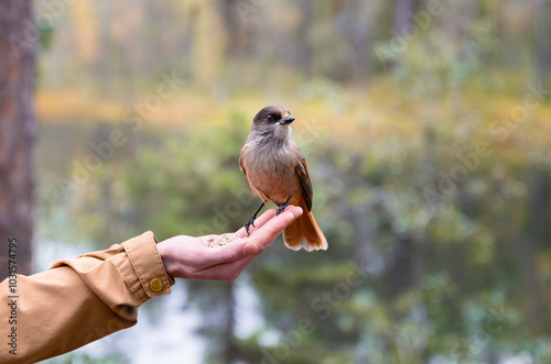 Obraz na płótnie Person feeding bird in Finland, Siberian jay sits on hand.