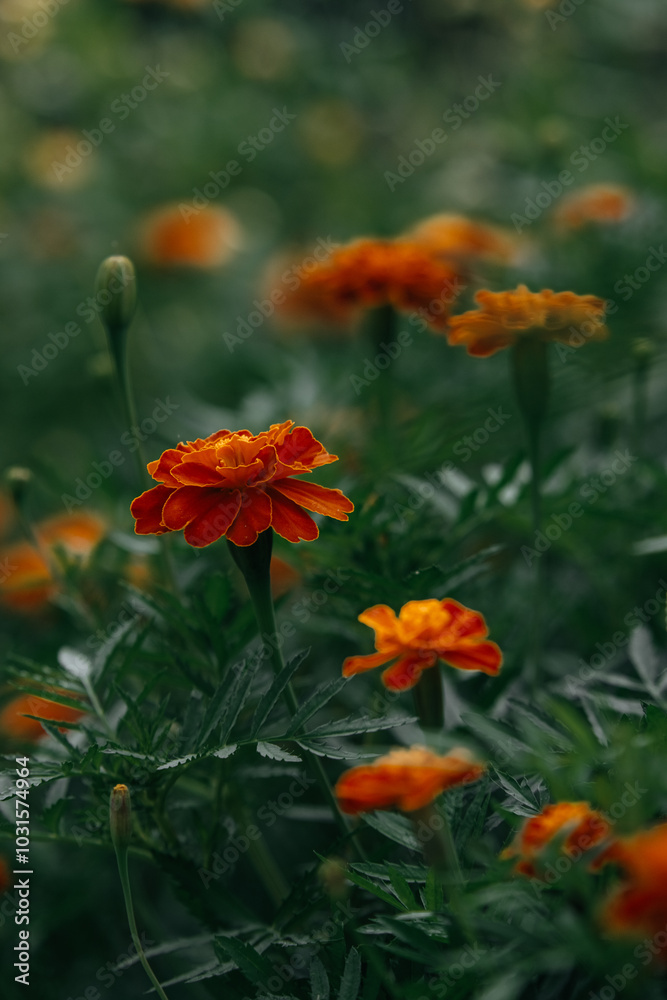 red marigold flowers close up