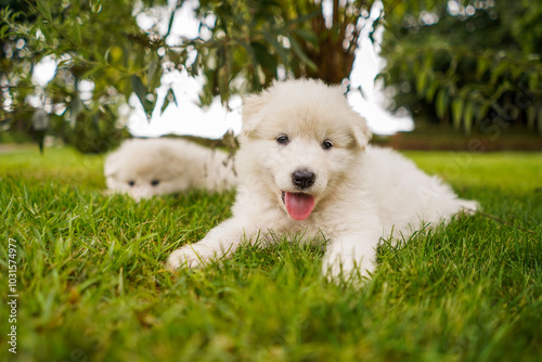 Swiss White Shepherd Dog Puppies photo