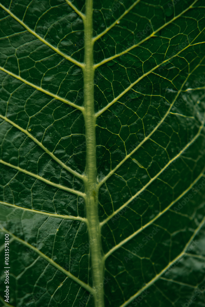 green leaf structure close up green leaf structure close up
