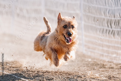 Fotografie Australian Terrier Running Lure Coursing Sprint Dog Sport