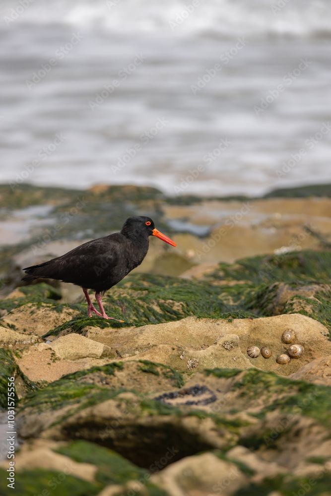 Sooty Oystercatcher foraging on rocks by the sea Sooty Oystercatcher foraging on rocks by the sea