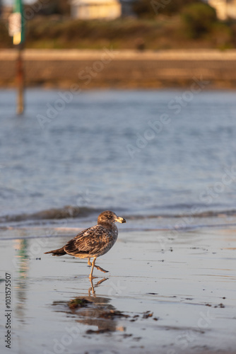 Pacific Gull bird walks along wet shoreline at golden hour photo