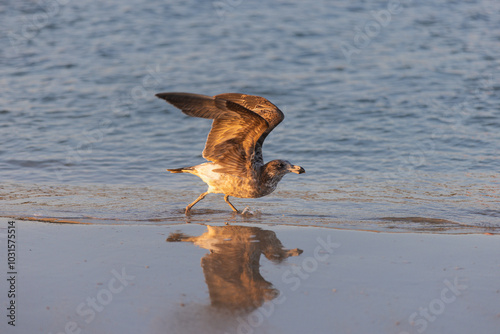 Pacific Gull sea bird takes off from beach with reflection sunrise photo