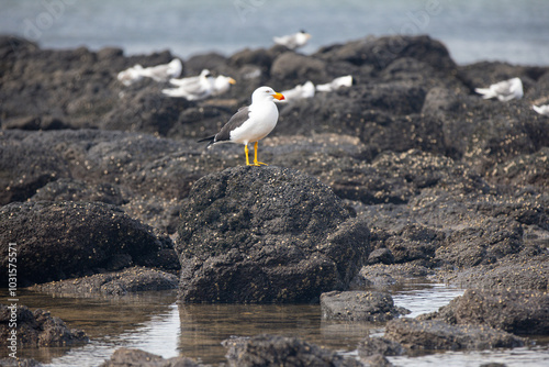 Kelp Gull standing on a rocky shore surrounded by water photo