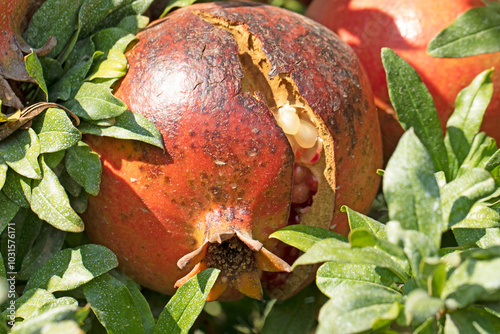Принти на полотні A cracked pome of the pomegranate tree in an orchard in the Mediterranean region