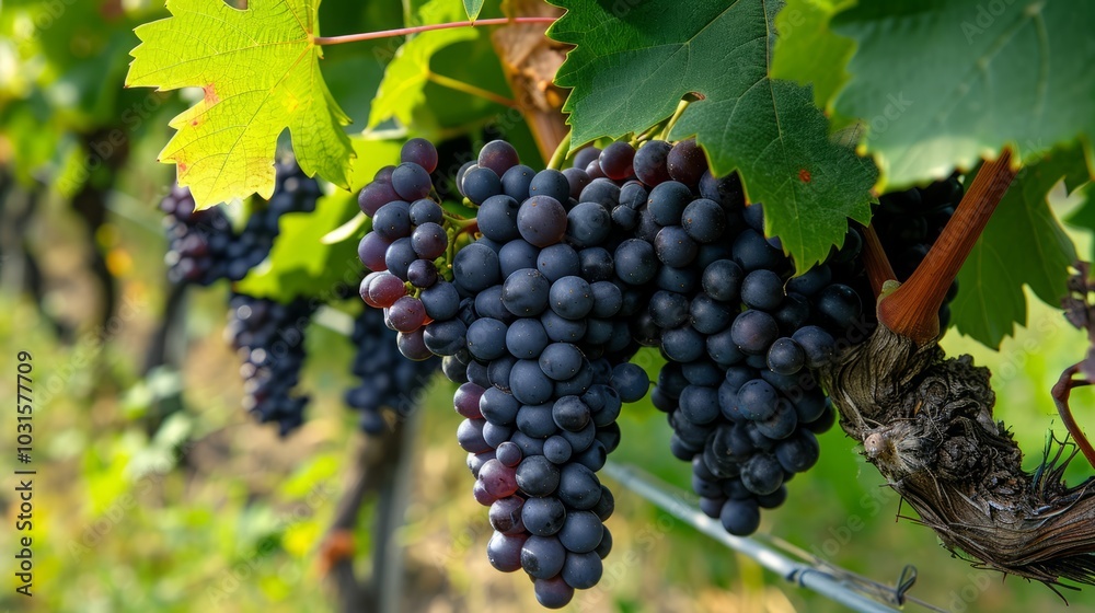 The Enchanting Nebbiolo: Exploring the Lush Vineyards of Barolo, Piemonte, Langhe Wine District, and The Enchanting Nebbiolo: Exploring the Lush Vineyards of Barolo, Piemonte, Langhe Wine District, and