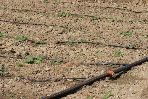 Wallpaper Mural Pipes of a drip irrigation system installed to irrigate zucchini seedlings planted in a field Torontodigital.ca