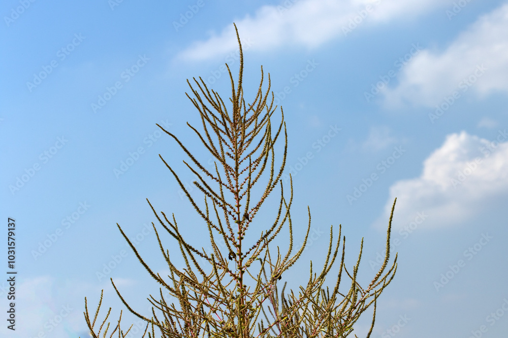 Fototapeta premium A carelessweed (Amaranthus palmeri), an edible flowering plant in a soybean field as weed.