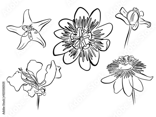 Line drawing of tropical leaves and flowers. Outline of gigantea, milkweed, phlox, passionflower, giant, crown flower, passion, calotropis, hibiscus, flower - hand drawn low plant elements vector illu