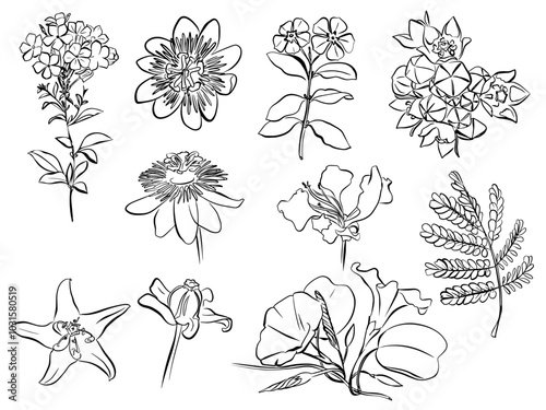 Line drawing of tropical leaves and flowers. Outline of gigantea, milkweed, phlox, passionflower, giant, crown flower, passion, calotropis, hibiscus, flower - hand drawn low plant elements vector illu
