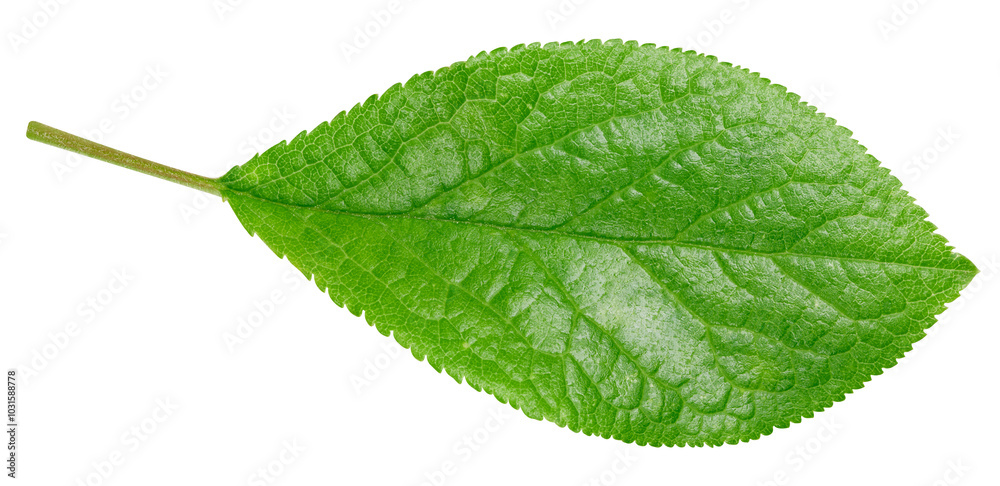 Plum leaf isolated on white background Plum leaf isolated on white background