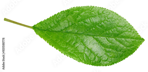 Plum leaf isolated on white background