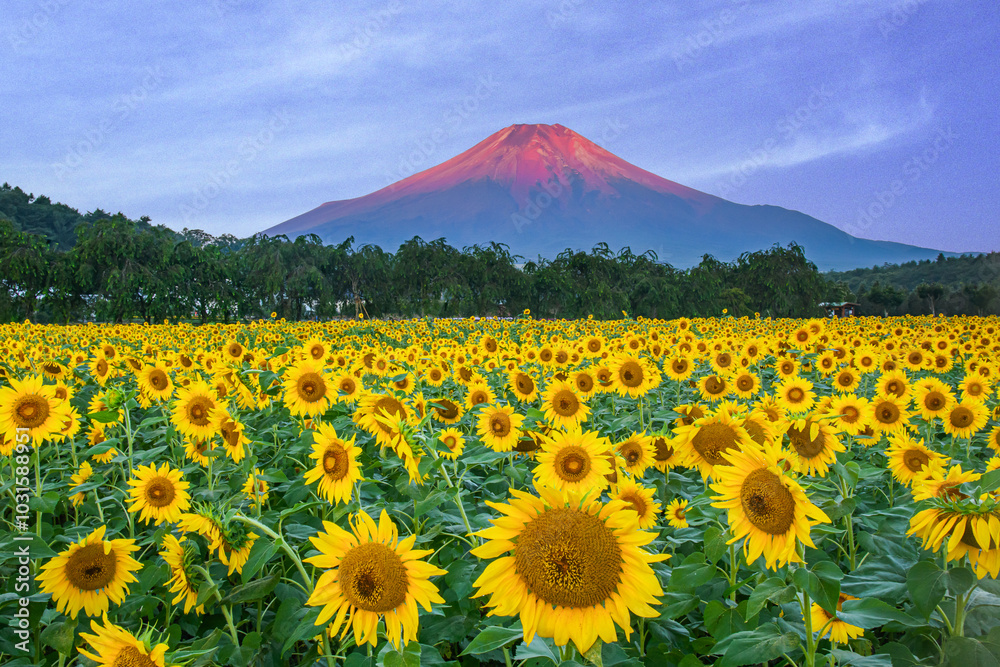 Fototapeta premium 花の都公園から富士山とひまわり
