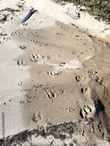 Wild animal tracks on a sandy wild beach in Karelia, Russia. A beach with a pile of rocks and footprints in the sand. The footprints are in a line and the rocks are scattered around the beach.