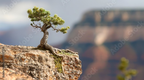 Lone Tree on Cliffside with Scenic Background