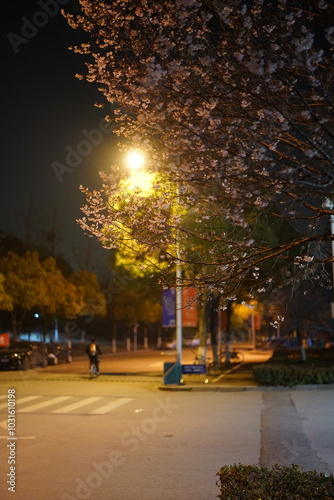 night cherry blossom under the moon