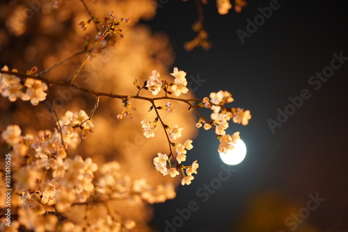 night cherry blossom under the moon