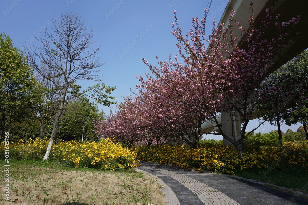 blossom in spring blossom in spring