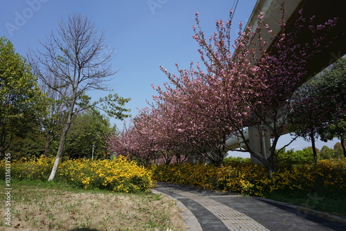 blossom in spring