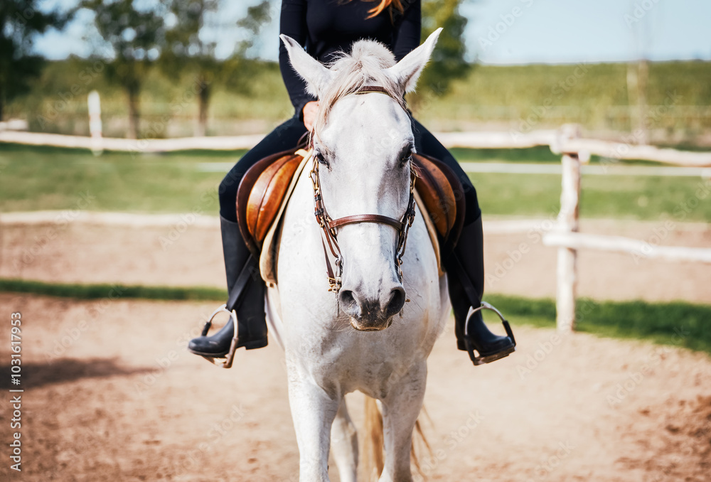 Horse riding school. Sport and recreation Horse riding school. Sport and recreation