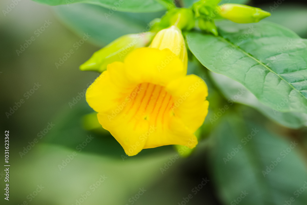 A close up of flowers in the great outside in the UK. A close up of flowers in the great outside in the UK.