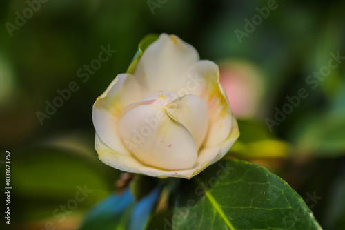 A close up of flowers in the great outside in the UK.