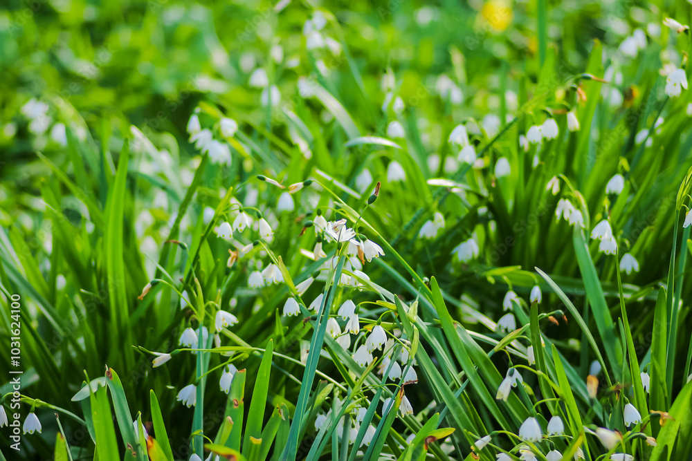 Close up of flowers in the great outdoors Close up of flowers in the great outdoors
