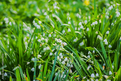 Close up of flowers in the great outdoors