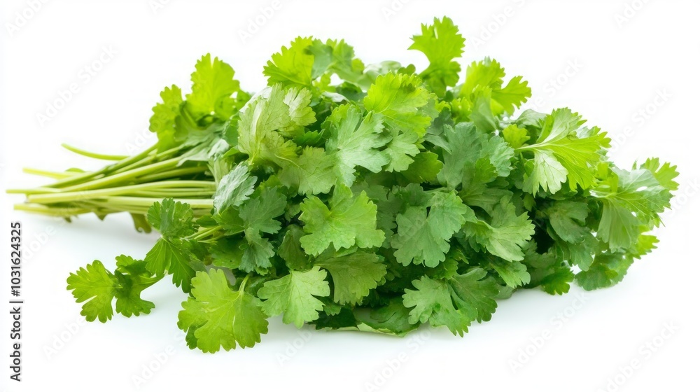 A bunch of fresh green cilantro leaves isolated on a white background. A bunch of fresh green cilantro leaves isolated on a white background.