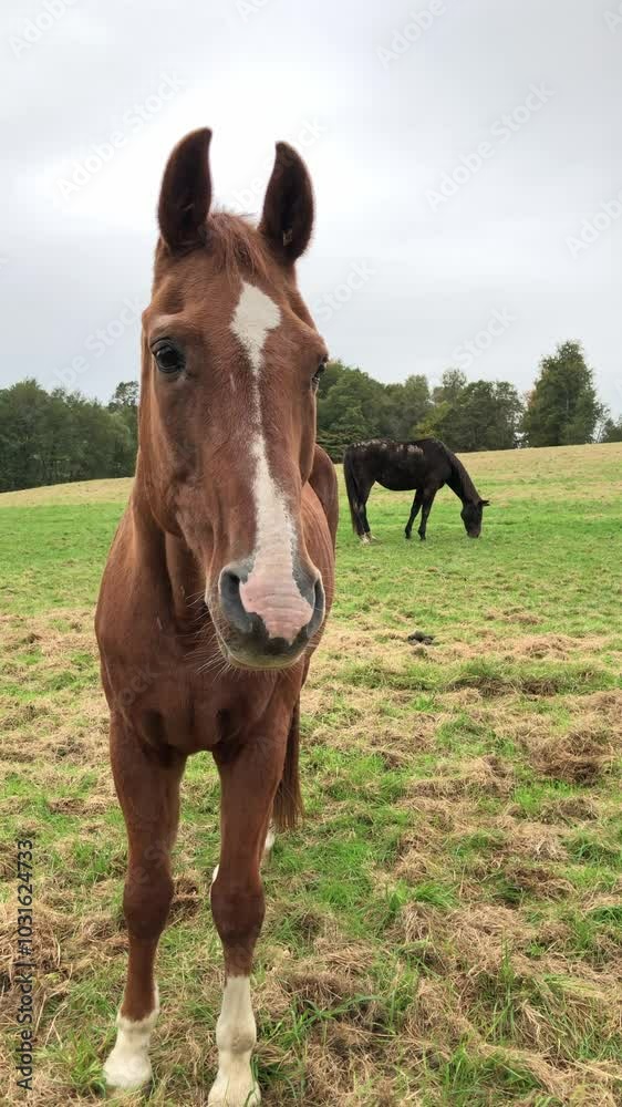 Two brown horses grazing in a meadow on a pasture in the rural countryside looking at camera, vertical video
Two brown horses grazing in a meadow on a pasture in the rural countryside looking at camera, vertical video