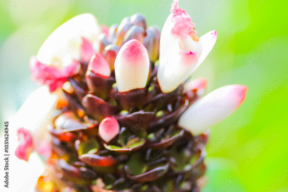 Fototapeta premium Close up of flowers in the great outdoors