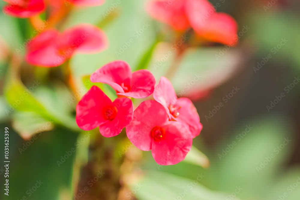 Close up of flowers in the great outdoors Close up of flowers in the great outdoors