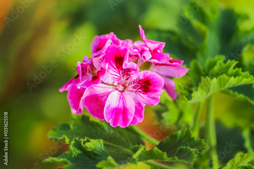 Close up of flowers in the great outdoors