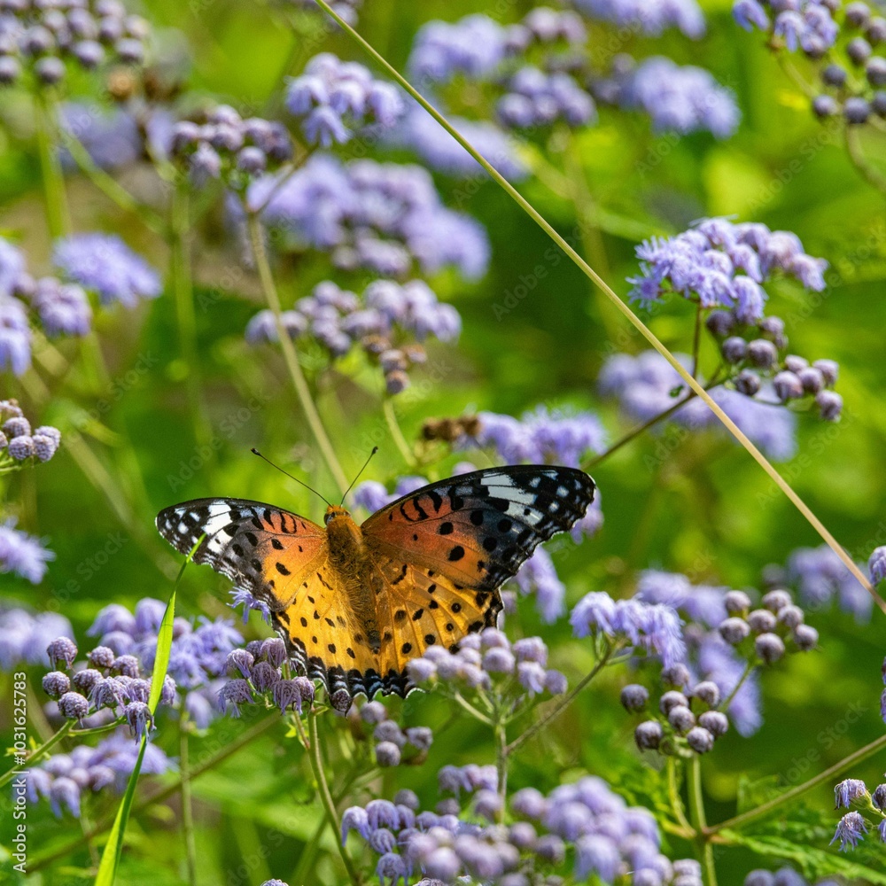 Obraz premium 初秋の思う