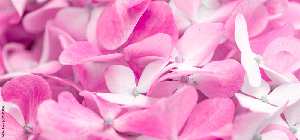 Pink flowers close up. Bouquet of purple flowers. City flower beds, a beautiful and well-groomed garden with flowering bushes. Pink flowers close up. Bouquet of purple flowers. City flower beds, a beautiful and well-groomed garden with flowering bushes.