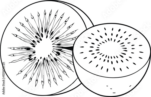 Continuous Line Art Whole and Half Kiwi Fruit in Black Line Sketch on white background