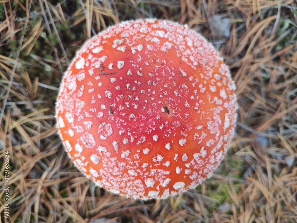 Fly agaric mushroom in forest