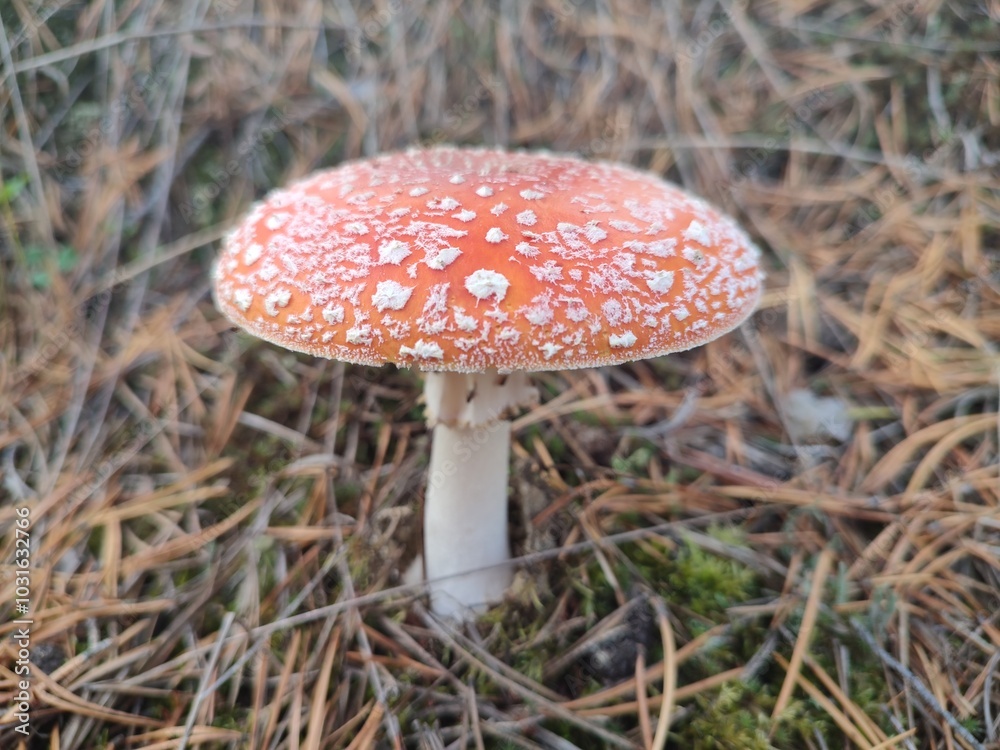 Fly agaric mushroom in forest